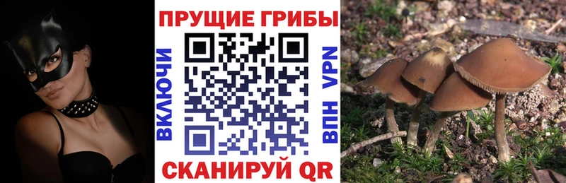 дарк нет телеграм  Адыгейск  Псилоцибиновые грибы GOLDEN TEACHER 